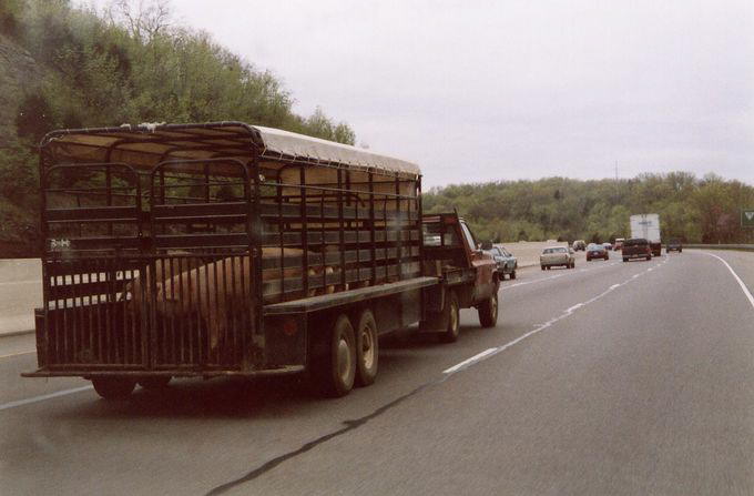 Pig Truck, Texas